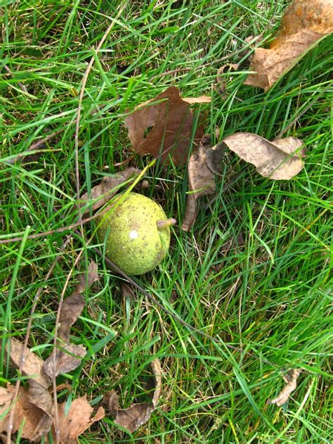 walnut tree picking tool